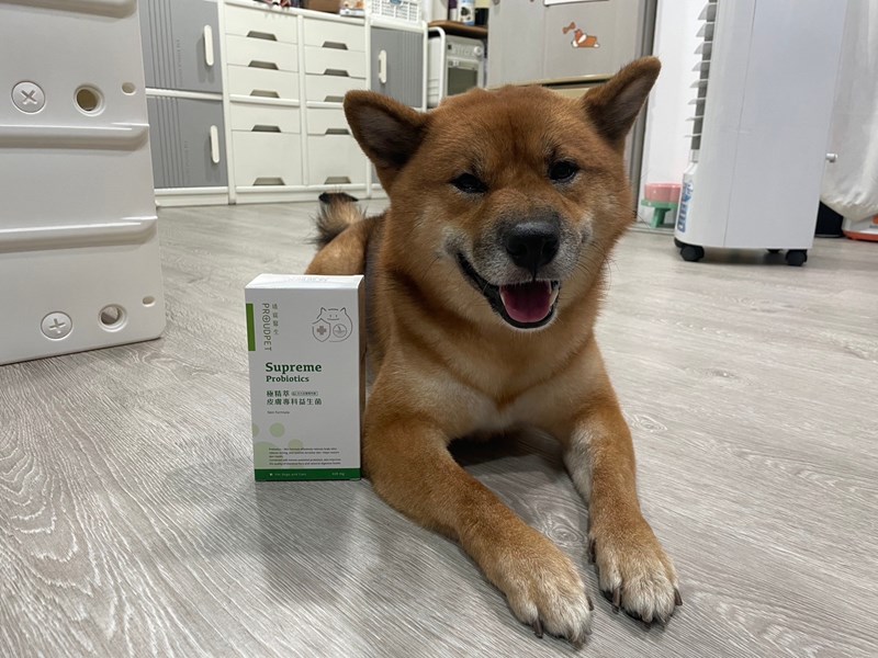 試用